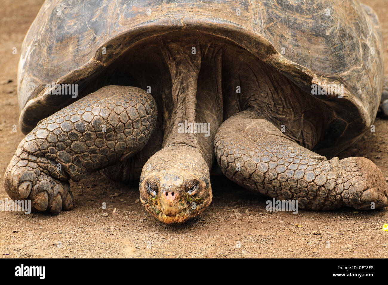 Riesenschildkröte endemisch, auf den zu Equateur gehörenden im Galapagos-Inseln Pacifique Banque D'Images