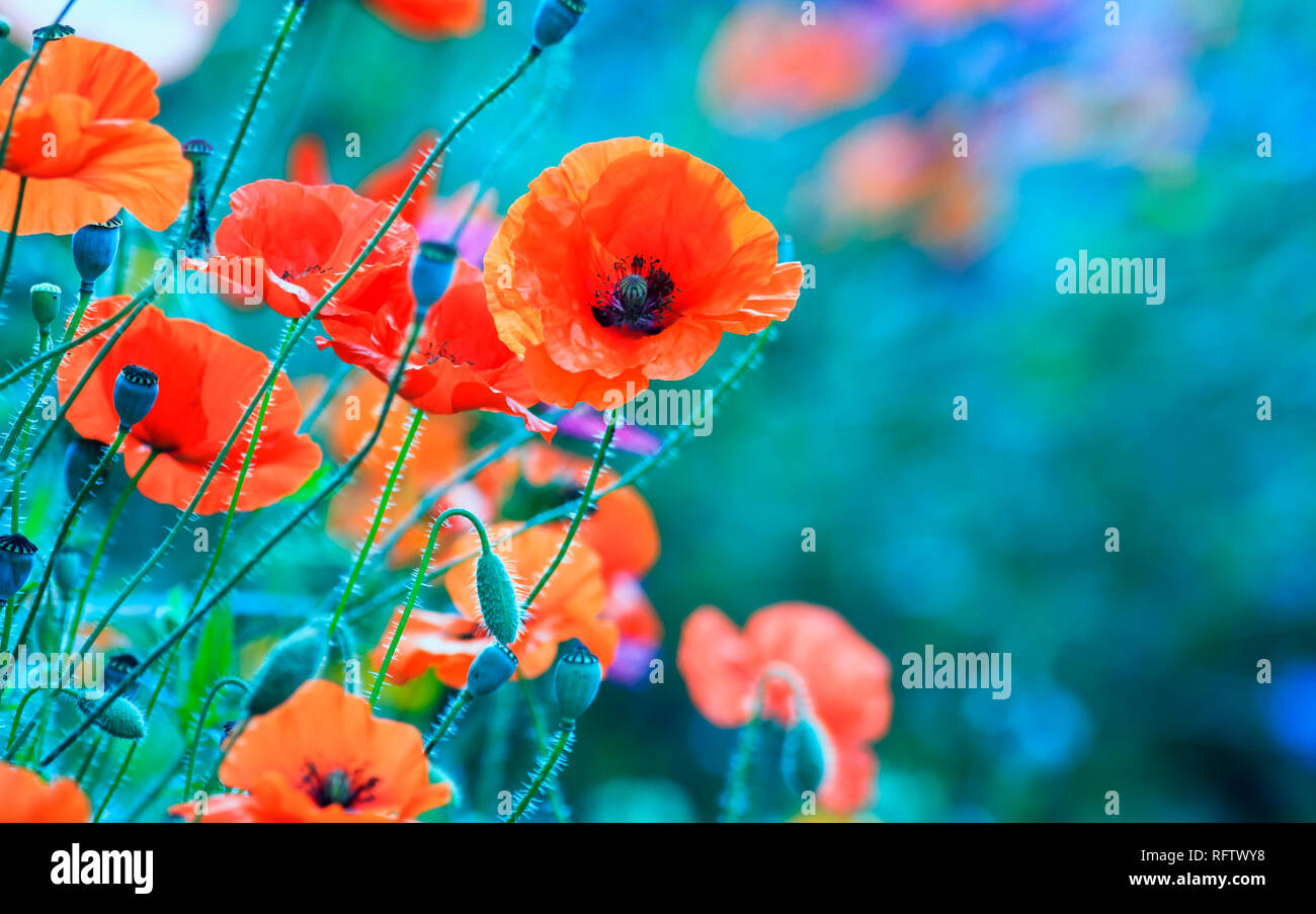 Fleurs de pavot écarlate, a fleuri sur le terrain d'été chaud en journée douce Banque D'Images