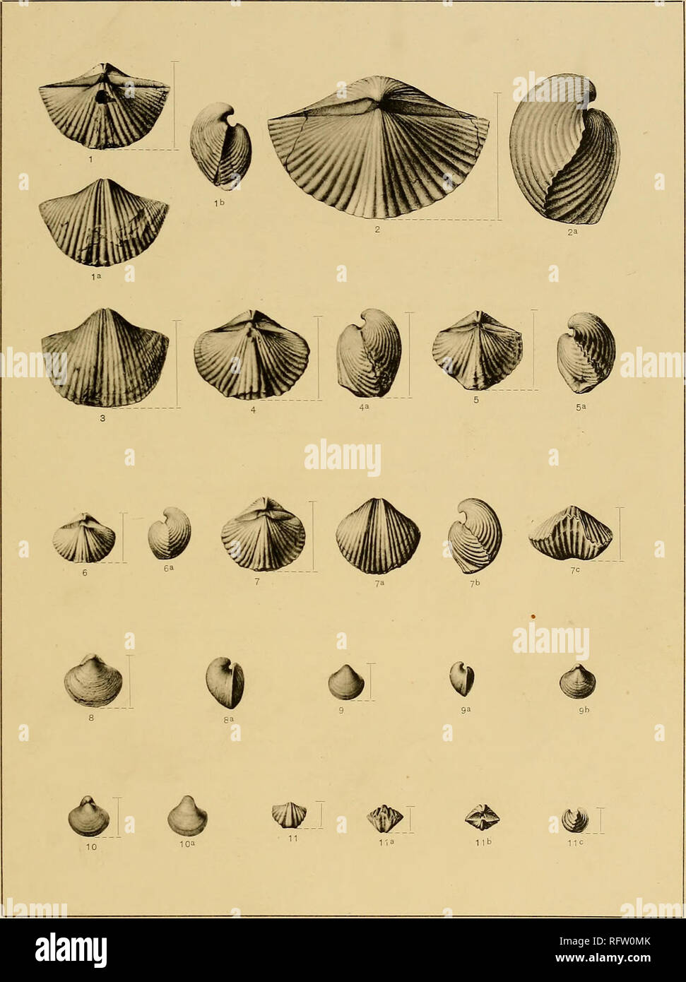 . Les formations carbonifères des faunes et du Colorado. La géologie, la paléontologie, la géologie, la stratigraphie, la paléontologie. U.s. GEOLOGICAL SURVEY PROFESSIONAL PAPER N° 16 PL. VI. Les FOSSILES du Carbonifère du Colorado. Le UERIDEN QRAVURE CO.. Veuillez noter que ces images sont extraites de la page numérisée des images qui peuvent avoir été retouchées numériquement pour plus de lisibilité - coloration et l'aspect de ces illustrations ne peut pas parfaitement ressembler à l'œuvre originale.. Girty, George Herbert, 1869-1939. Washington, Govt. imprimer. off. Banque D'Images