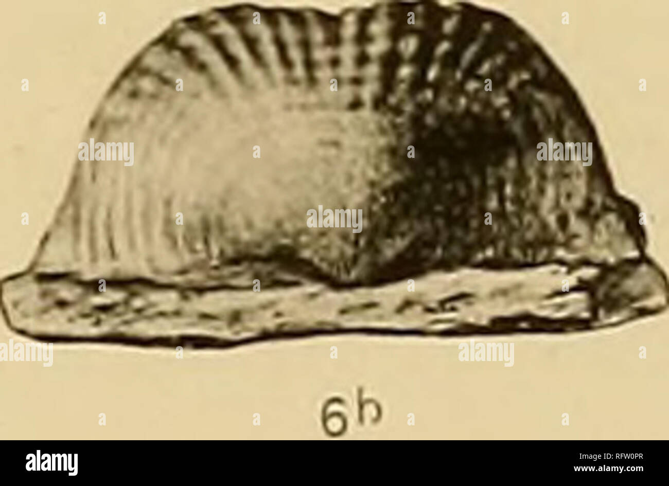 . Les formations carbonifères des faunes et du Colorado. La géologie, la paléontologie, la géologie, la stratigraphie, la paléontologie. Â Â &gt ; v,6a. c r â â ^. Veuillez noter que ces images sont extraites de la page numérisée des images qui peuvent avoir été retouchées numériquement pour plus de lisibilité - coloration et l'aspect de ces illustrations ne peut pas parfaitement ressembler à l'œuvre originale.. Girty, George Herbert, 1869-1939. Washington, Govt. imprimer. off. Banque D'Images