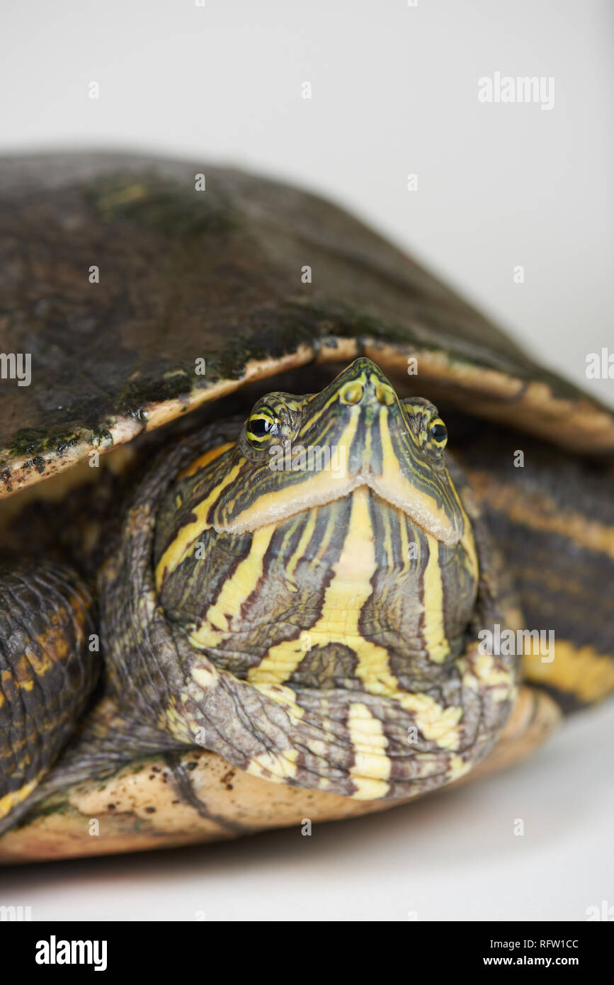 Close-up portrait of turtle isolated on white background studio Banque D'Images