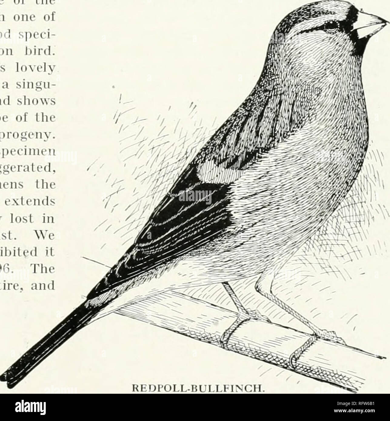 Les Canaris Hybrides Et En Oiseaux En Cage Et Volière