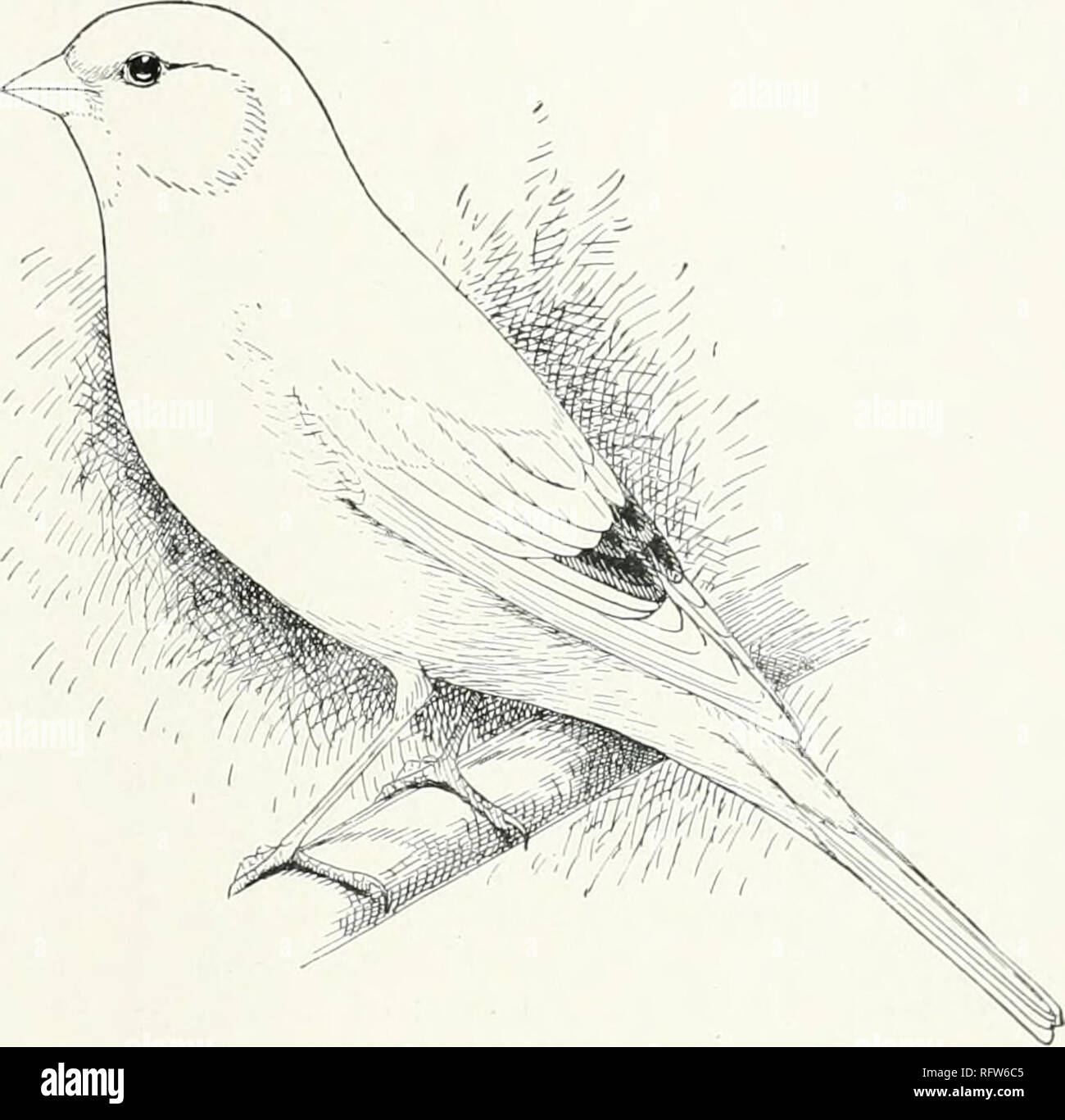 Les Canaris Hybrides Et En Oiseaux En Cage Et Volière