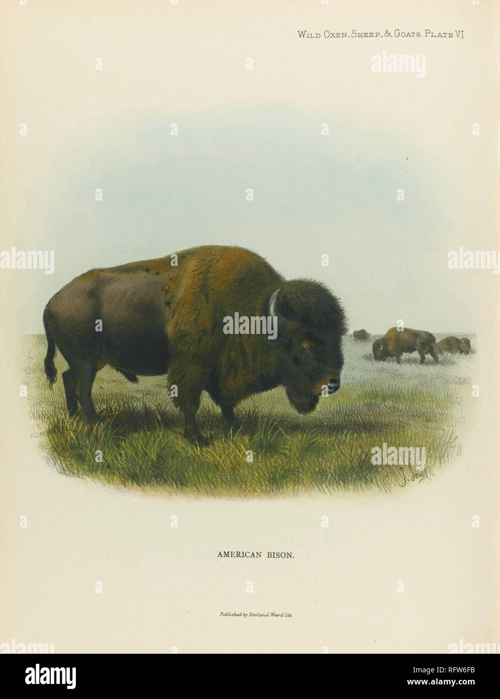 Richard Lydekker Bison D Amerique Jpg Dd6fb Photo Stock Alamy