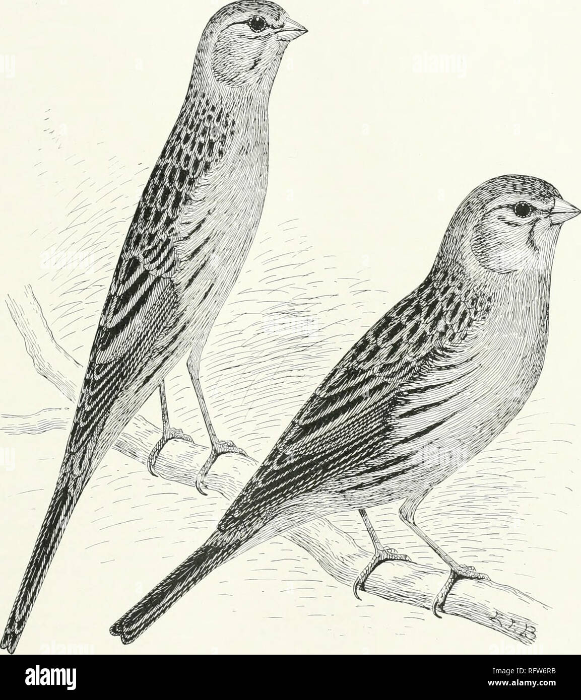 Les Canaris Hybrides Et En Oiseaux En Cage Et Volière Le