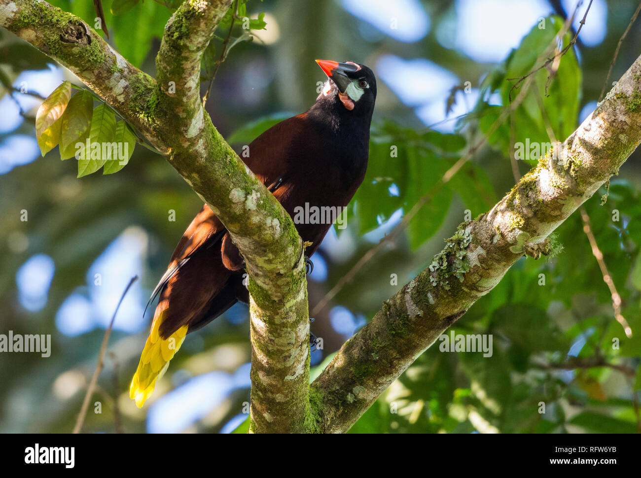 Un Montezuma Oropendola (Psarocolius montezuma) perché sur une branche. Costa Rica, Amérique centrale. Banque D'Images