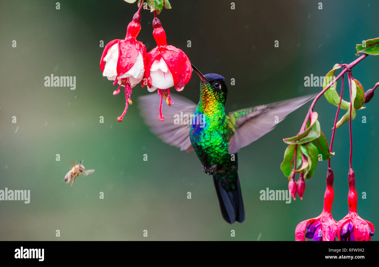 Un colibri à gorge rubis (Panterpe insignis) se nourrissant de fleurs. Costa Rica, Amérique centrale. Banque D'Images