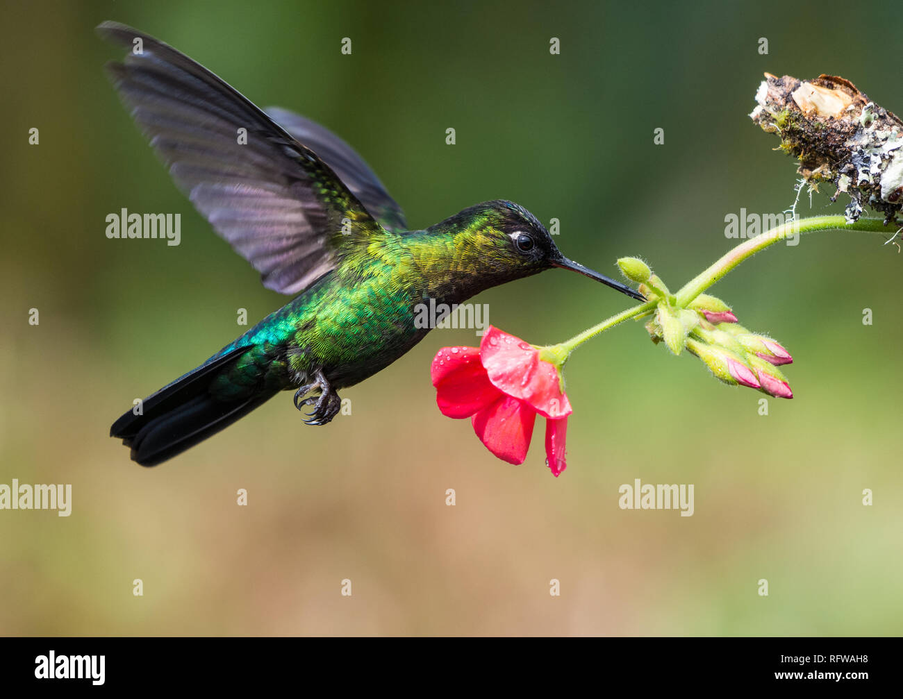 Un colibri à gorge rubis (Panterpe insignis) se nourrissant de fleurs. Costa Rica, Amérique centrale. Banque D'Images