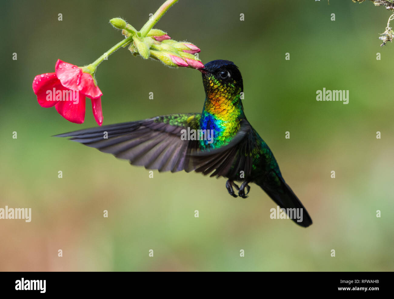 Un colibri à gorge rubis (Panterpe insignis) se nourrissant de fleurs. Costa Rica, Amérique centrale. Banque D'Images