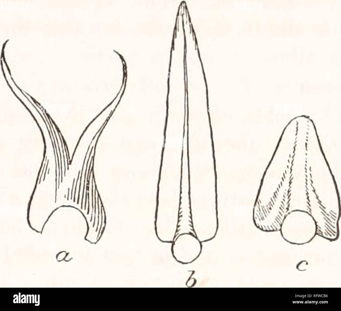 . Carnegie Institution of Washington publication. La structure. 55 et sont soudées en une seule pièce en forme de plaques à l'avant du pétiole. Ils sont donc intrapetiolar " (Lubbock, 1894). L'insertion est habituellement un peu obliques à castalia, la ligne courbe de l'attachement s'étendant plus loin sur un côté du pétiole que sur l'autre. La soudure de la plaque stipulaires persiste un certain temps après la désintégration de la feuille. Il est d'environ 2,5 cm. de long, plus ou moins, et se trouve étroitement accolées à la rhizome ; en général c'est en gros l'ovale, avec l'apex émarginé. Un sillon peu profond existe le long de la l Banque D'Images