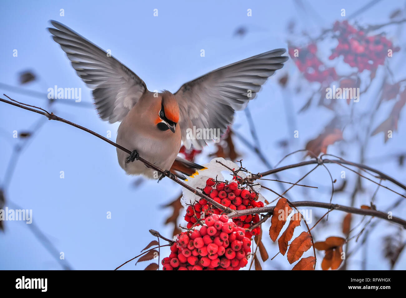 Jaseur boréal Bombycilla garrulus ou d'oiseaux aux ailes déployées se nourrissant de Rowan Tree branch avec fruits rouges. Beau ciel bleu doux hiver zone Banque D'Images