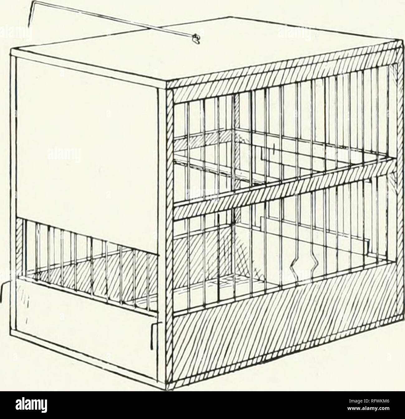 Les Canaris Hybrides Et En Oiseaux En Cage Et Volière