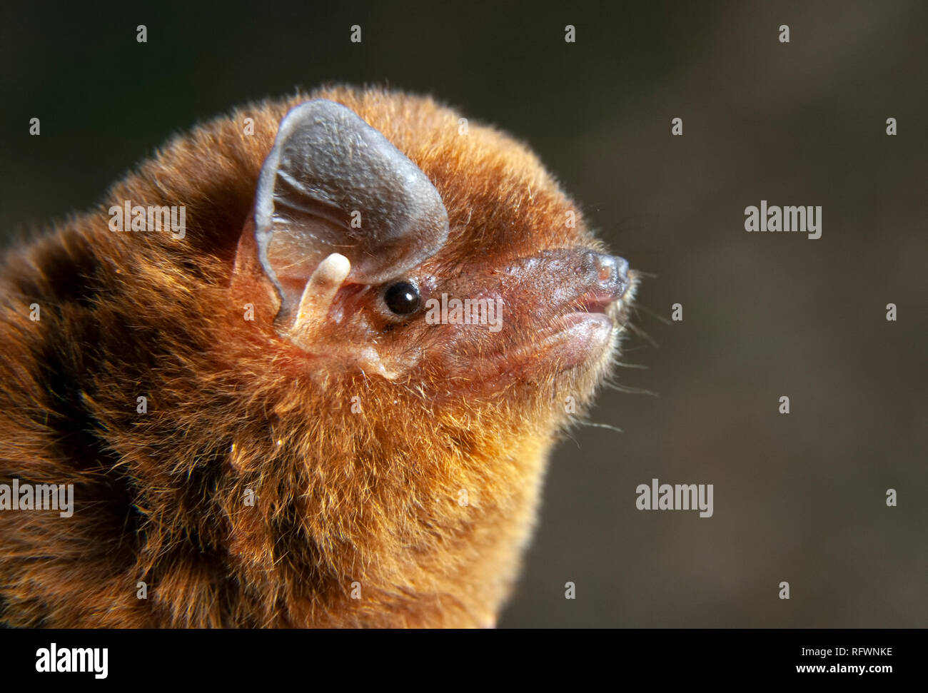 Plus de doigts (ou tordus-winged) bat (Miniopterus inflatus) tête, forêt de Kakamega, Kenya. Banque D'Images