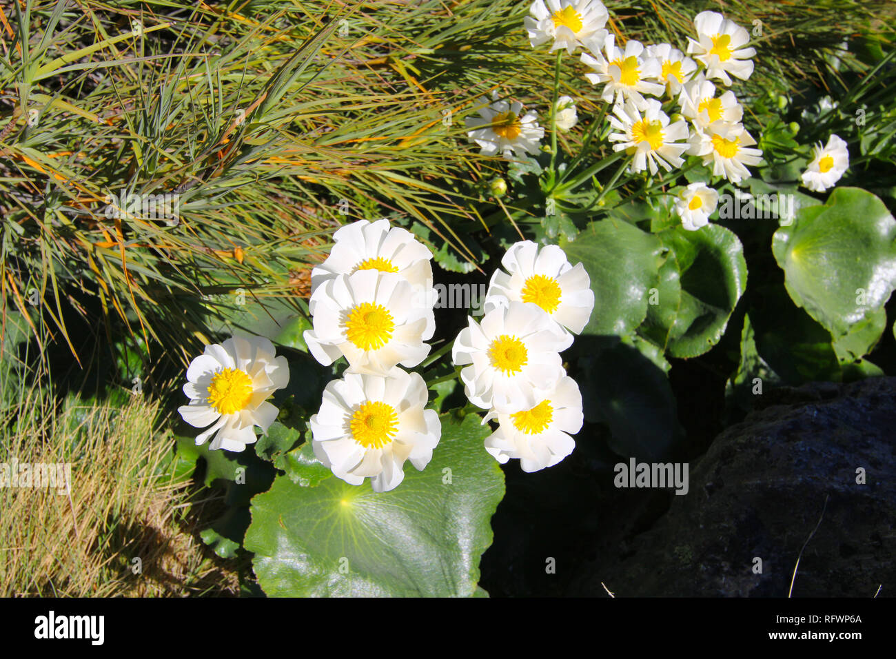 Ranunculus lyallii, une espèce de renoncule (Ranunculus), endémique de la Nouvelle-Zélande. Hooker Valley Track, île du Sud, Nouvelle-Zélande Banque D'Images