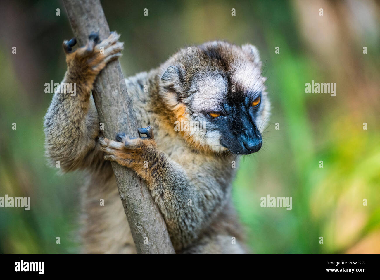 Lémurien brun commun (Eulemur fulvus), Andasibe, Madagascar, Afrique Banque D'Images