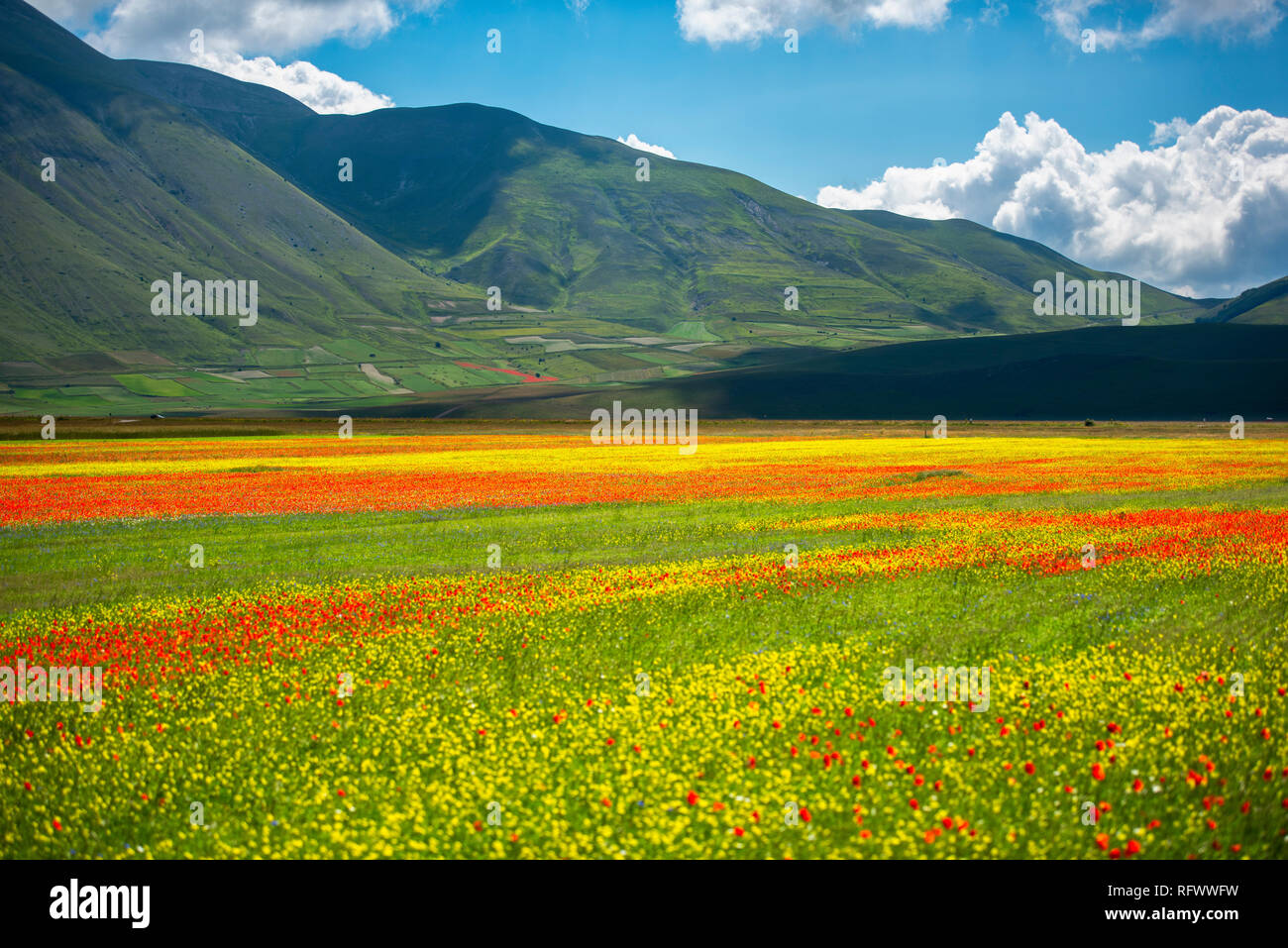 Sur le plateau en fleurs fleurs Piano Grande, Parc National des Monts Sibyllins, Ombrie, Italie, Europe Banque D'Images