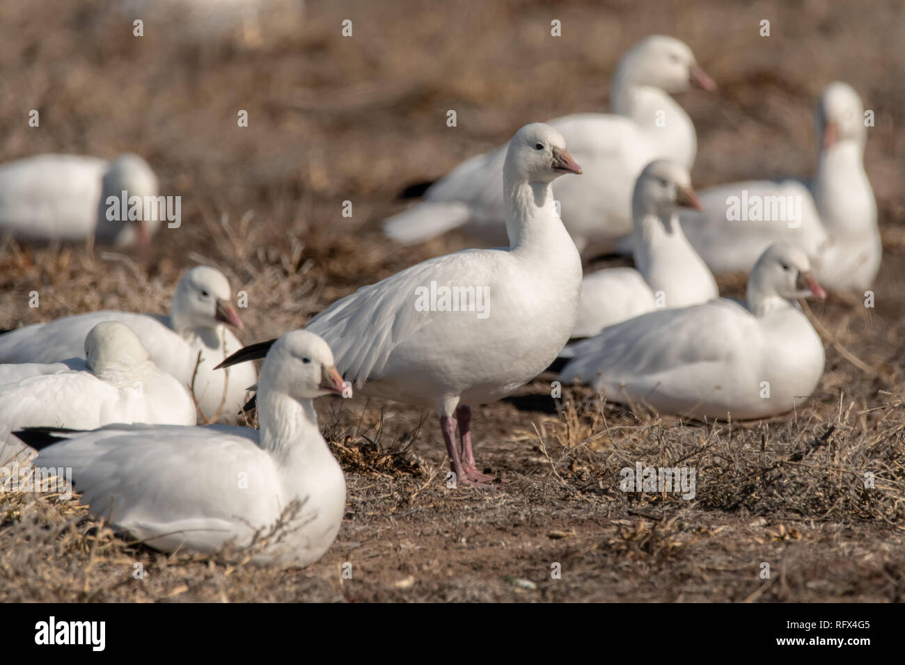 L'Oie des neiges (Chen caerulescens) à Valle de Oro, National Wildlife Refuge à Albuquerque, Nouveau Mexique Banque D'Images