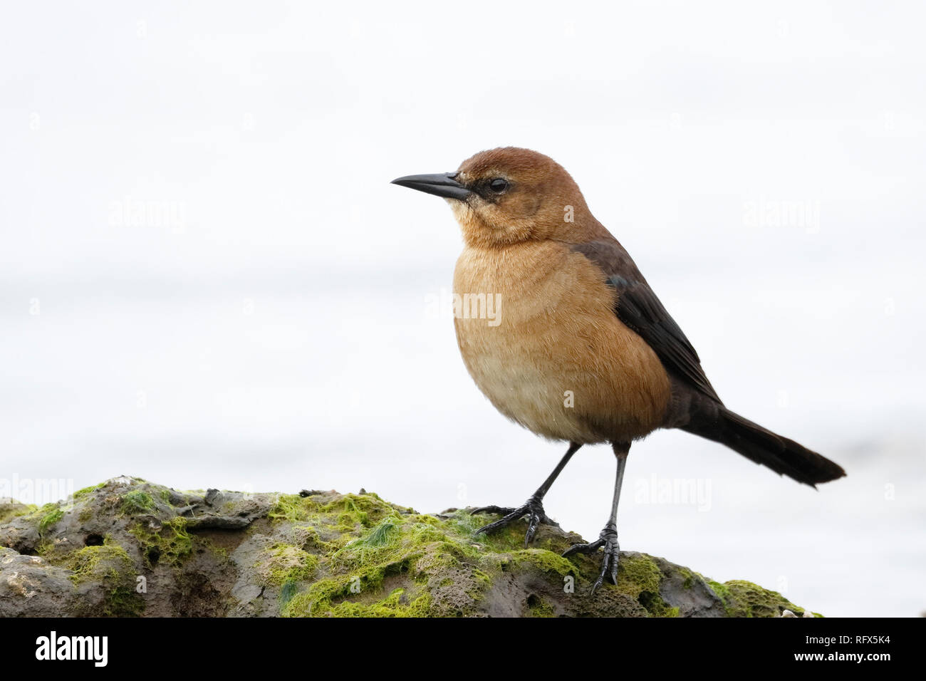 Femme à queue en bateau Quiscale bronzé (Quiscalus major) perché sur un rocher à côté du golfe du Mexique - Floride Banque D'Images