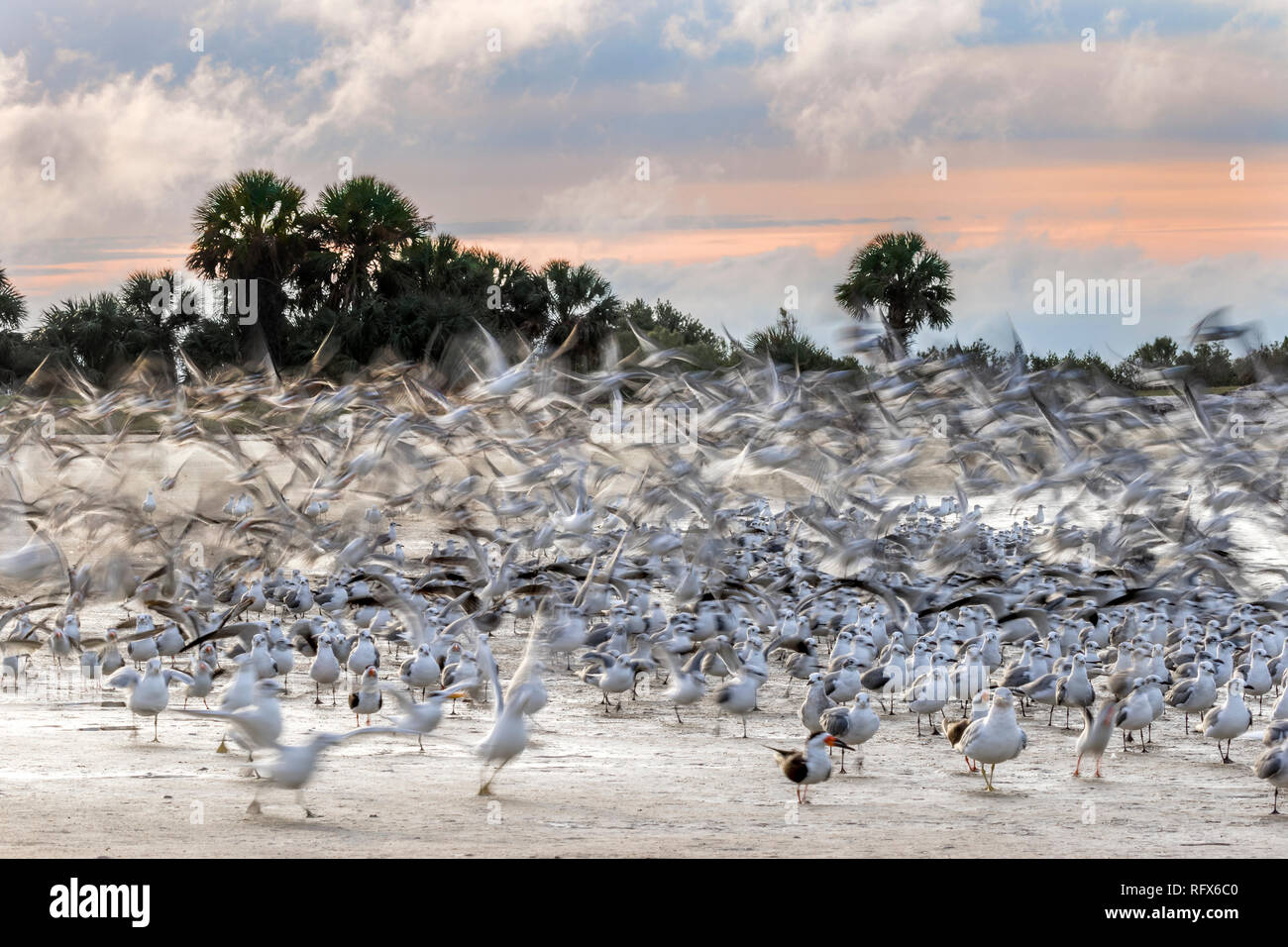 Blur d'oiseaux passant d'une plage du golfe du Mexique à l'aube - Floride Banque D'Images