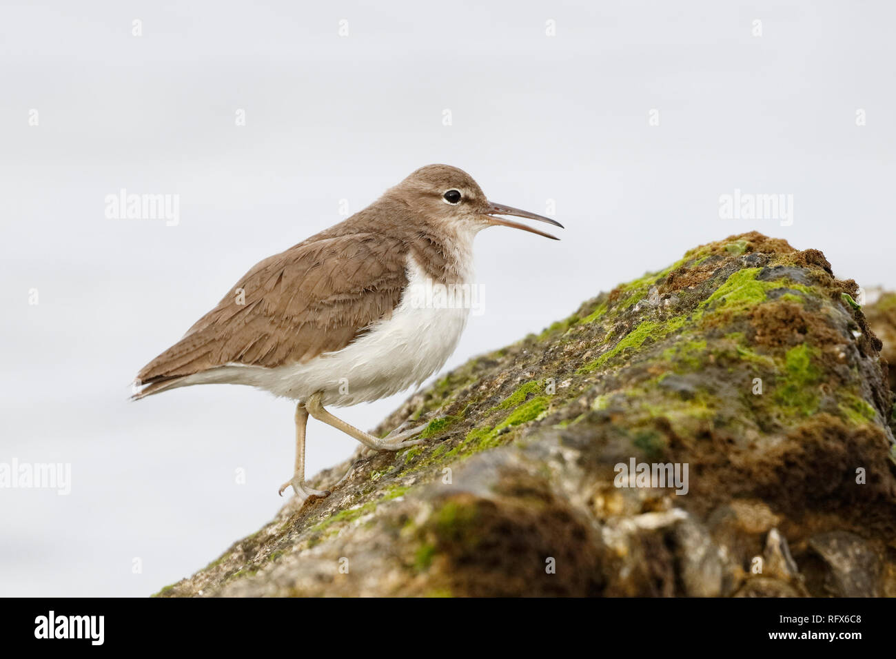 Le Chevalier grivelé (Actitis macularius) dans la non-nuptiale de nourriture sur un rocher à côté du golfe du Mexique Banque D'Images