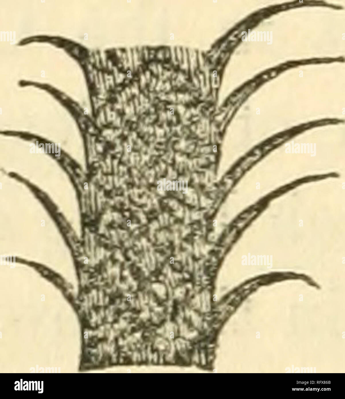 . Le naturaliste et géologue canadien. Histoire naturelle -- Périodiques. Fig. 3 Une Fig. 3 h Fig. C Fig 3. 3. Gaspianum Lepidodendron. a, les tiges et les feuilles ; aréoles ; c bj, petite branche et feuilles. accompagné par les feuilles. Des spécimens d'environ deux pouces de diamètre, les aréoles sont deux lignes de longueur et de largeur, et l'un placé en étroite collaboration. Ils sont elliptiques, à sommet acuminé, à feuille centrale cicatrice, la forme et les marques de ce qui pourrait ne pas être perçu. Les feuilles sont épaisses à la base et courte, légèrement ascendant, puis virant vers le bas. Les branches sont sveltes, droit, Banque D'Images