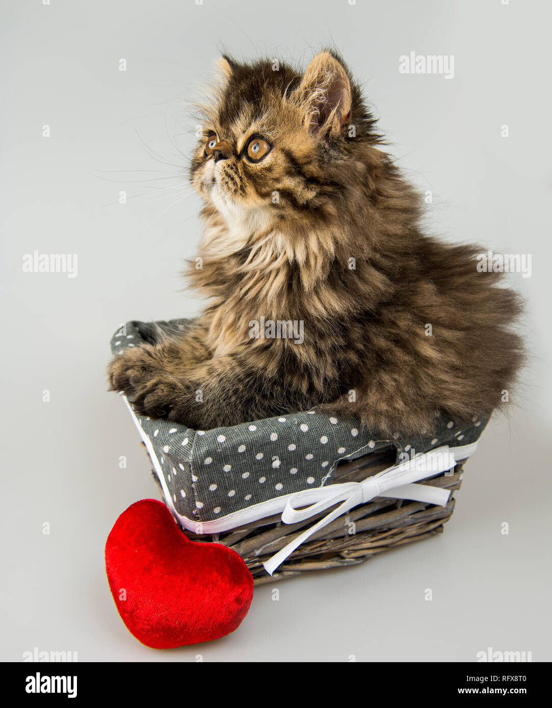 Magnifique Chaton Persan Chat Avec Cœur Rouge Dans Le Panier Photo Stock Alamy Magnifique Chaton Persan Chat Avec Cœur Rouge Dans Le Panier Photo Stock Alamy