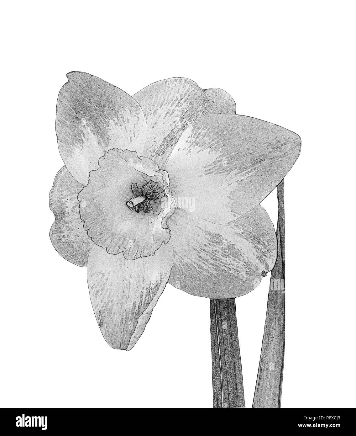 Fleurs de narcisses en noir et blanc isolé sur fond blanc Banque D'Images