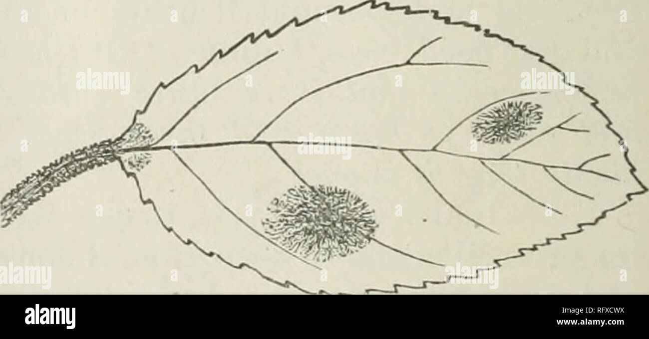 . L'horticultrice [mensuel], 1887. Jardinage ; les périodiques canadiens. Fig. 2.-toute petite tache des feuilles. apparaissent sur la surface des feuilles, un peu comme c'est montré dans Fig. 3, et bientôt la pièce tui-ns noir, ou, si durement touchées, la feuille. Fig. 3.-Leaf touchés bj- Fusicladium. chute. L'été dernier, l'apple de feuilles d'arbres si gravement brûlées dans la Nia- gara près du point de vue de la bande d'arbres, et une grande partie du fruit est tombé avec eux. Beaucoup ont attribué cela à l'utilisation de Paris vert, mais il a été particulièrement observé par le wr-iter que les feuilles flétries et tomba tout aussi mal dans les vergers que ha Banque D'Images