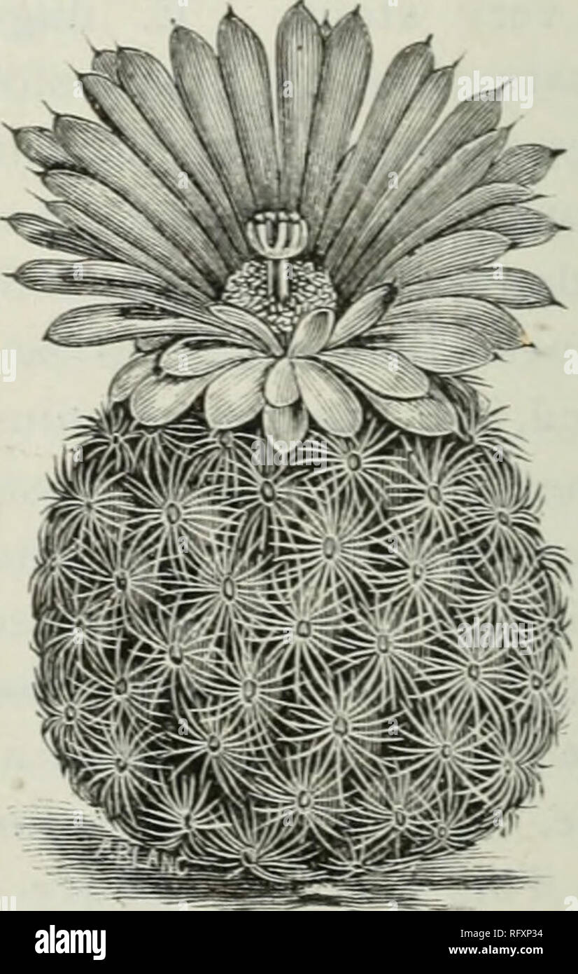 . L'horticultrice [mensuel], 1901. Jardinage ; les périodiques canadiens. Fig. 2166. Mamii Cactis.j'akia. ou cactus, arc-en-ciel est en effet lorsqu'il est en bon état, très jolie, avec ses joints toriques de rechange ot différentes couleurs de piquants, lui donnant le appvearance d'où son nom est de- rived. Les trois variétés de E. engelmanni, doivent être mentionnés parmi les cactus attrayant, comme leurs épines longues et lourdes sont beau- tifully bariolées de blanc, jaune et toutes les teintes de rouge et de violet au noir. Ils sont tenus d'attirer l'attention lorsqu'on la voit dans une collection. Cet article a été trop loin déjà dans Banque D'Images