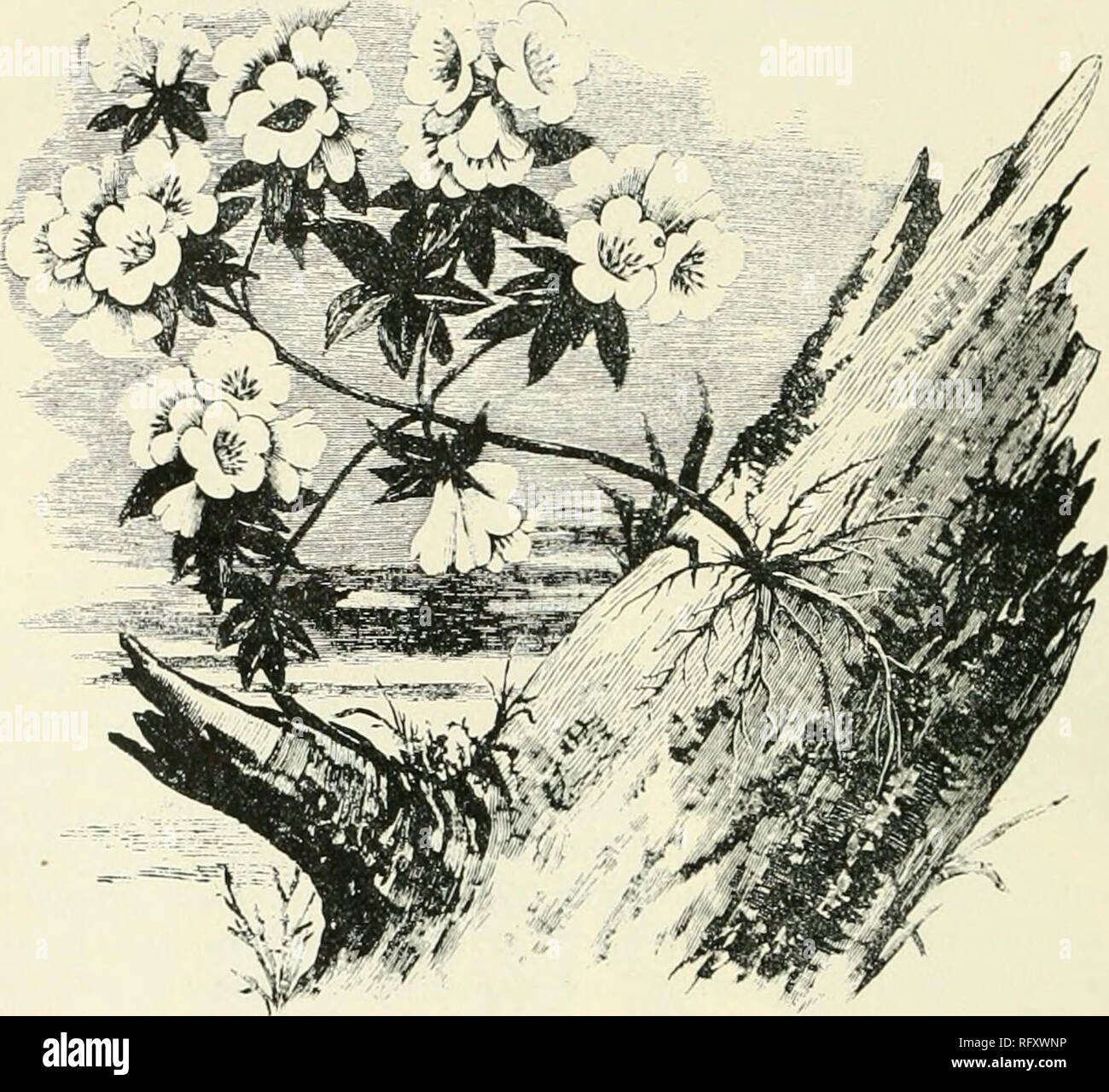 Lhorticultrice Mensuel 1897 Jardinage Les Périodiques