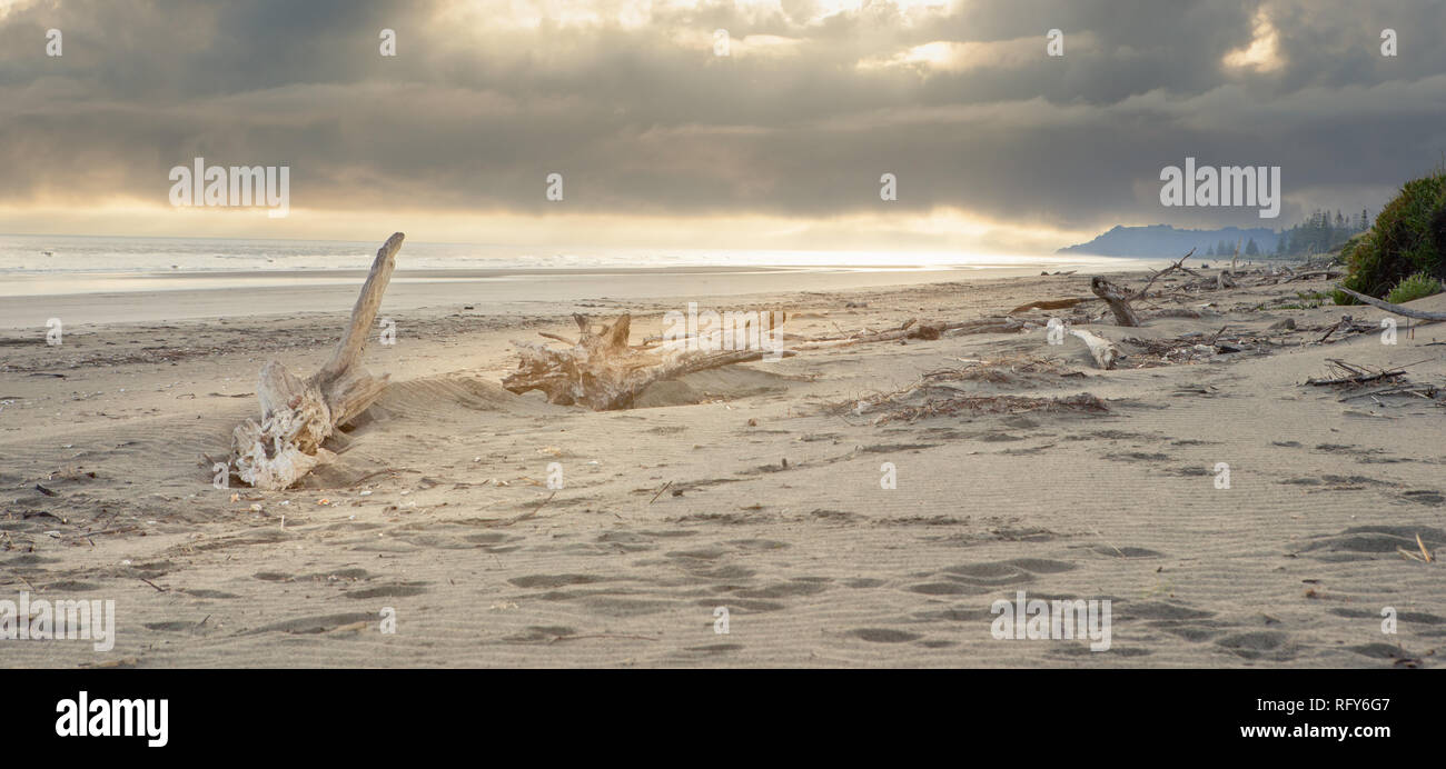 Tôt le matin, le soleil se lève à travers les nuages et la longue plage de sable blanc parsemée de Driftwood est baigné de lumière or doux. Banque D'Images