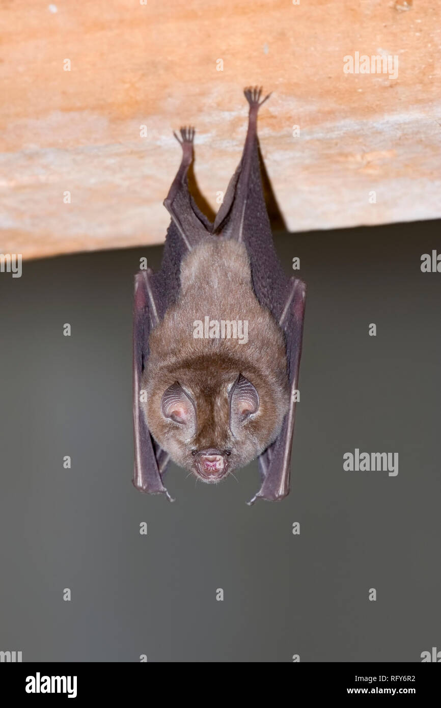 L'Sundevall Roundleaf Bat (Hipposideros caffer) suspendu à une poutre en bois en bâtiment abandonné, le centre du Kenya. Banque D'Images