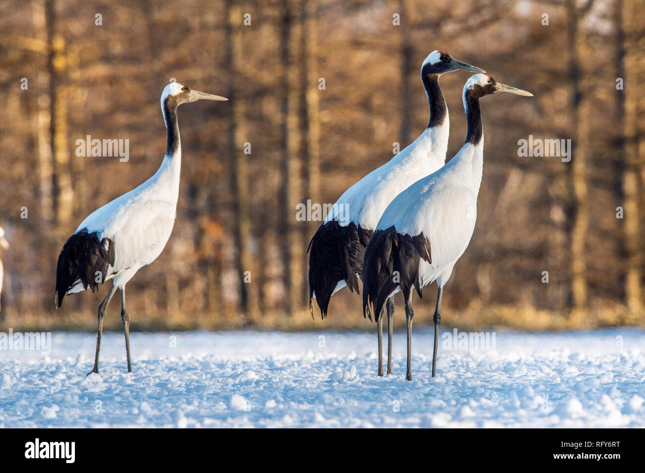 La danse des grues. La grue à couronne rouge (nom scientifique : Grus japonensis), également appelé la grue japonaise ou grue de Mandchourie, est un grand de l'Asie de l'est cr Banque D'Images
