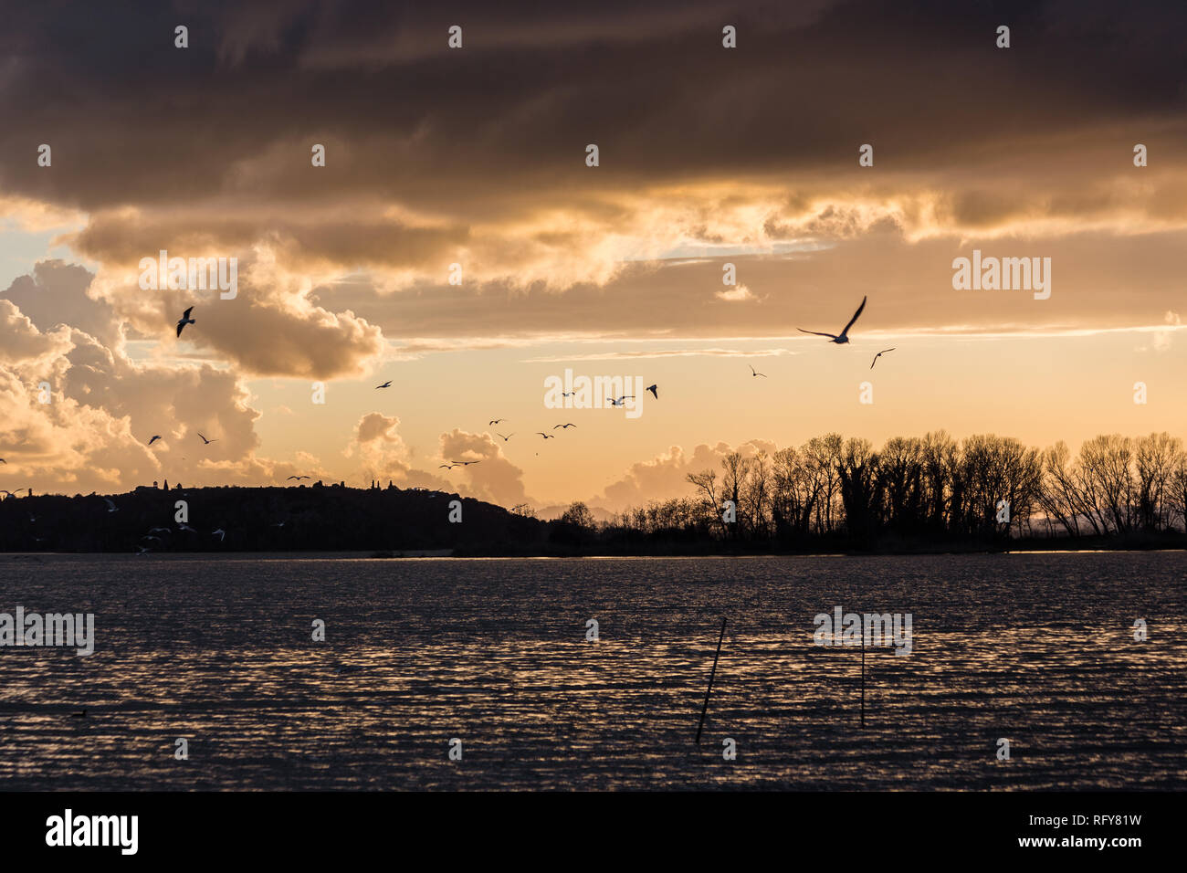 Oiseaux volant au-dessus du lac Trasimeno, avec des couleurs au coucher du soleil Banque D'Images