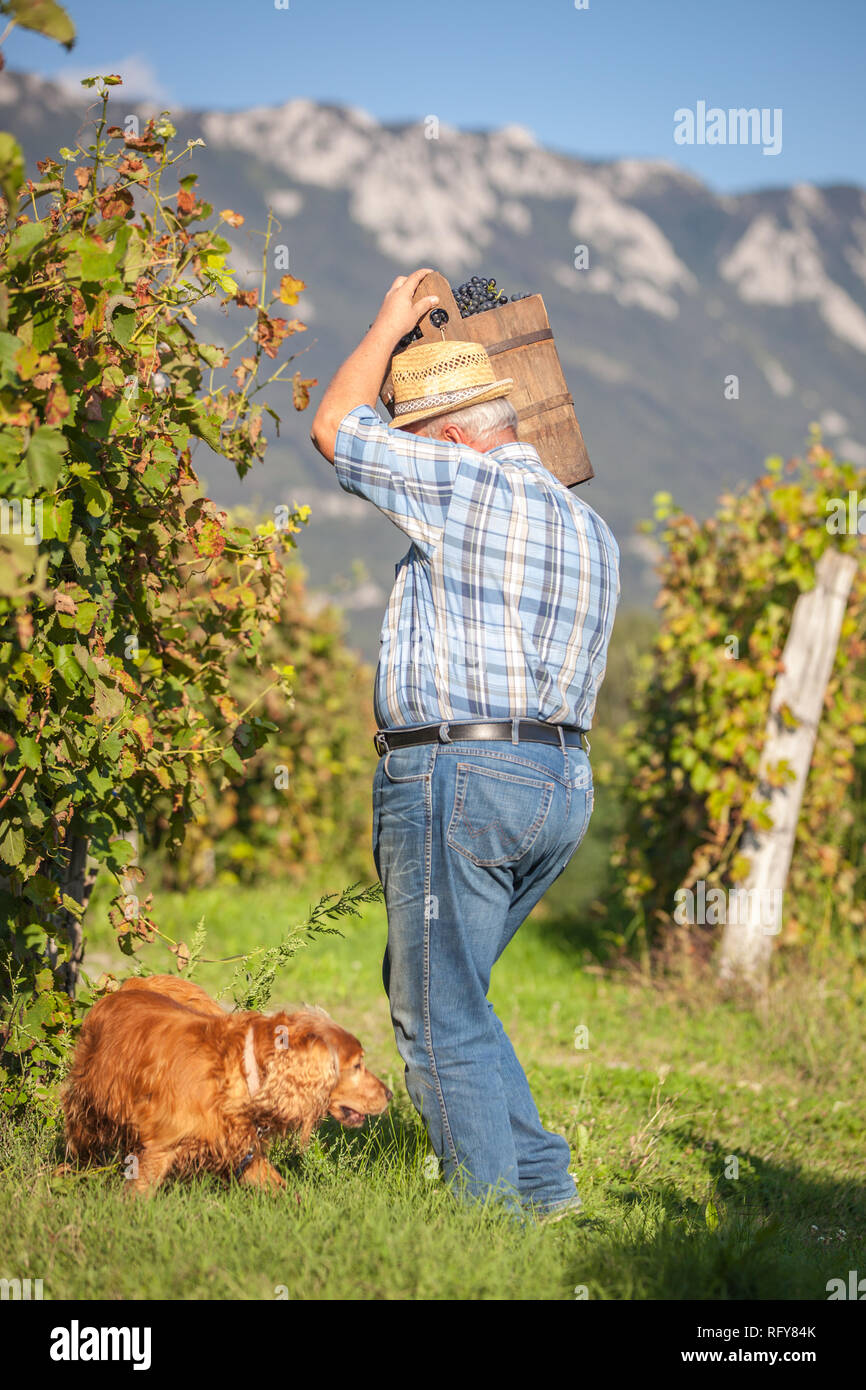 La récolte de raisins noirs vigneron mature dans sa vigne Banque D'Images