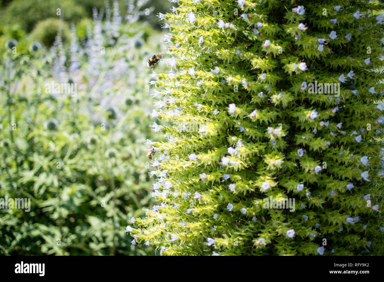 Les abeilles festoyer sur la vipère géant dans la Vipérine commune Tudor jardin clos à l'Évêché de Fulham, London Banque D'Images