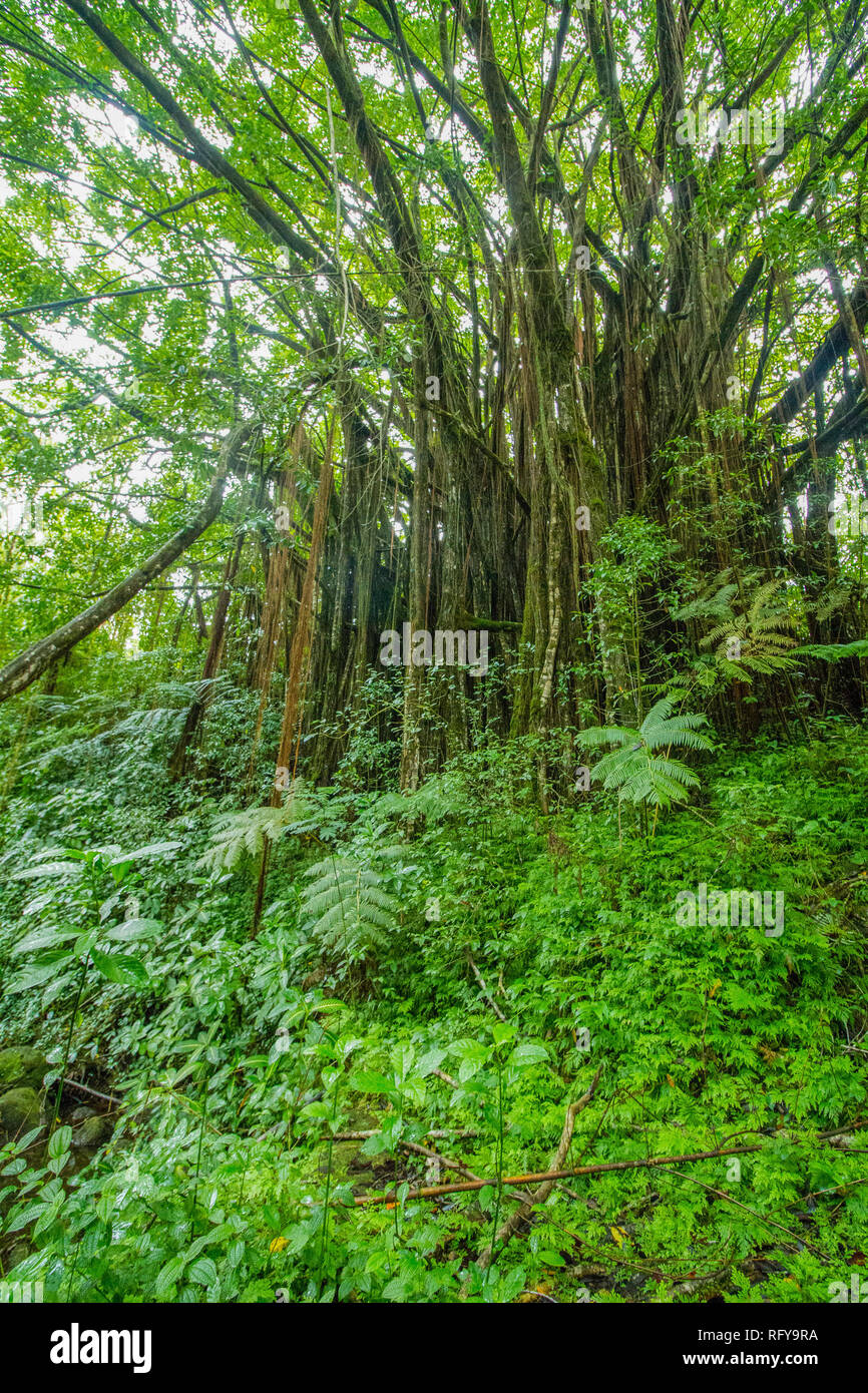 Les plantes de bambou haute et dense végétation tropicale à l'Akaka Falls State Park, Big Island, Hawaii Banque D'Images