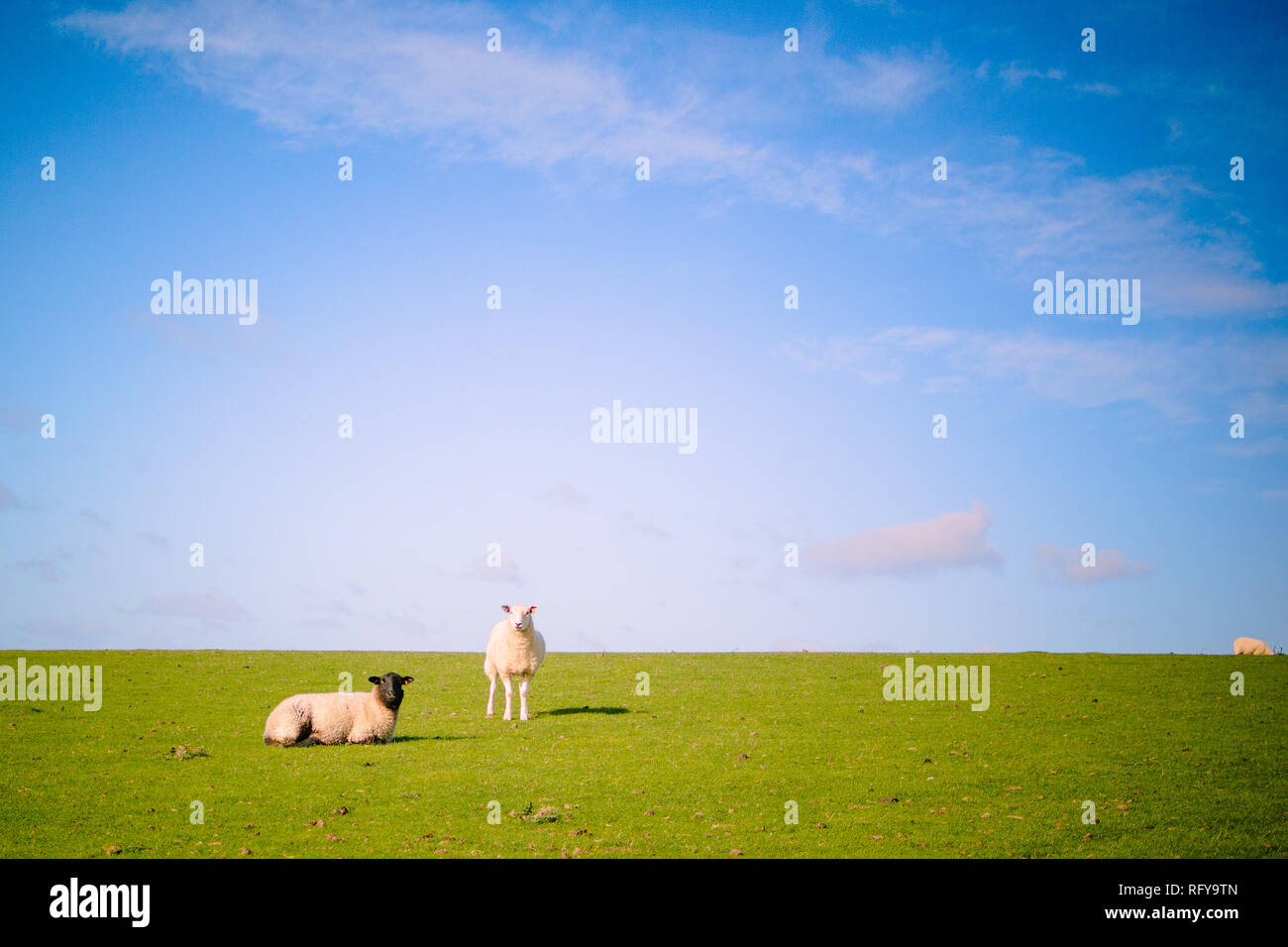 Deux moutons, une avec la face noire et les jambes assis, l'autre avec un visage blanc et les jambes, debout sur le monticule herbeux journée ensoleillée beaucoup de ciel bleu Banque D'Images