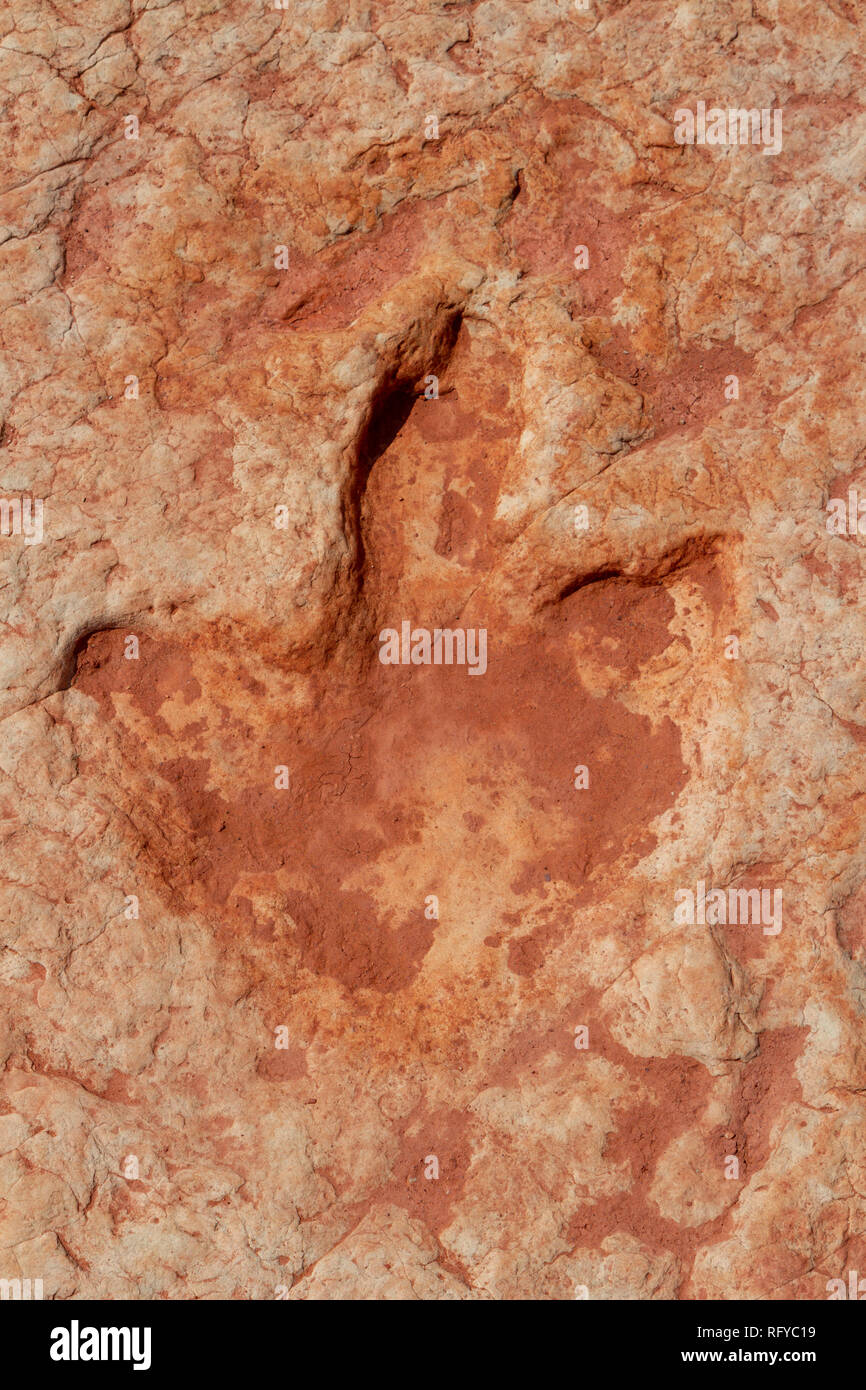Close up de trois orteils, traces de dinosaures au Moenkopi dinosaures site près de Tuba City, Arizona, United States. Banque D'Images