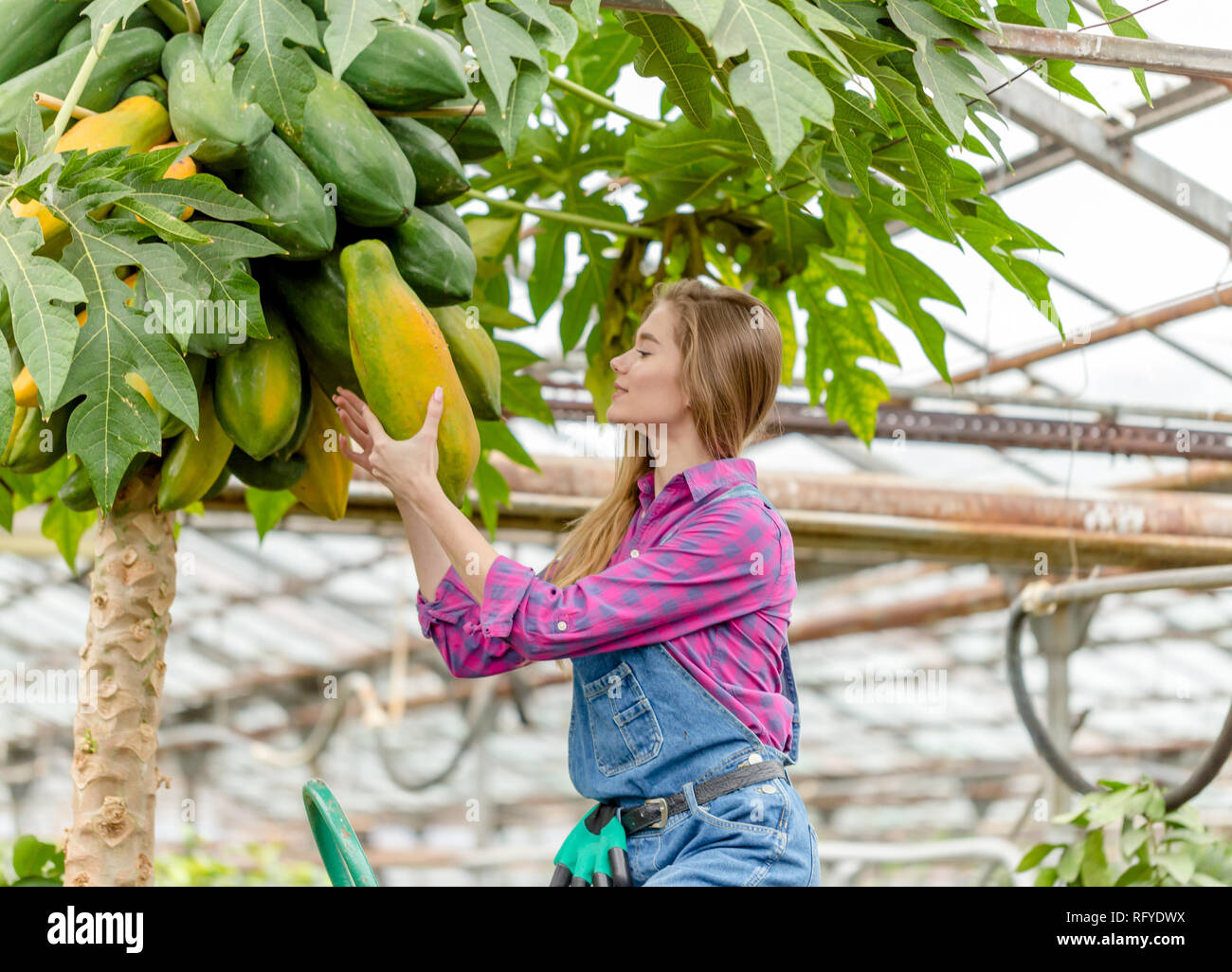 Jeune femme s'en prend à partir de la chambre verte de papaye Banque D'Images