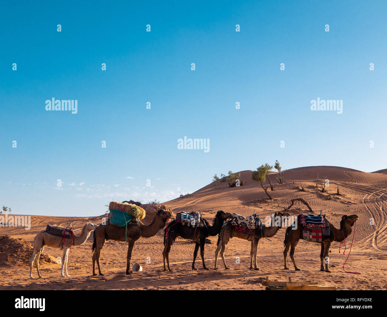 Dromedary camels reposant à un camp dans le désert près de Zagora dans le désert du Sahara, Maroc Banque D'Images
