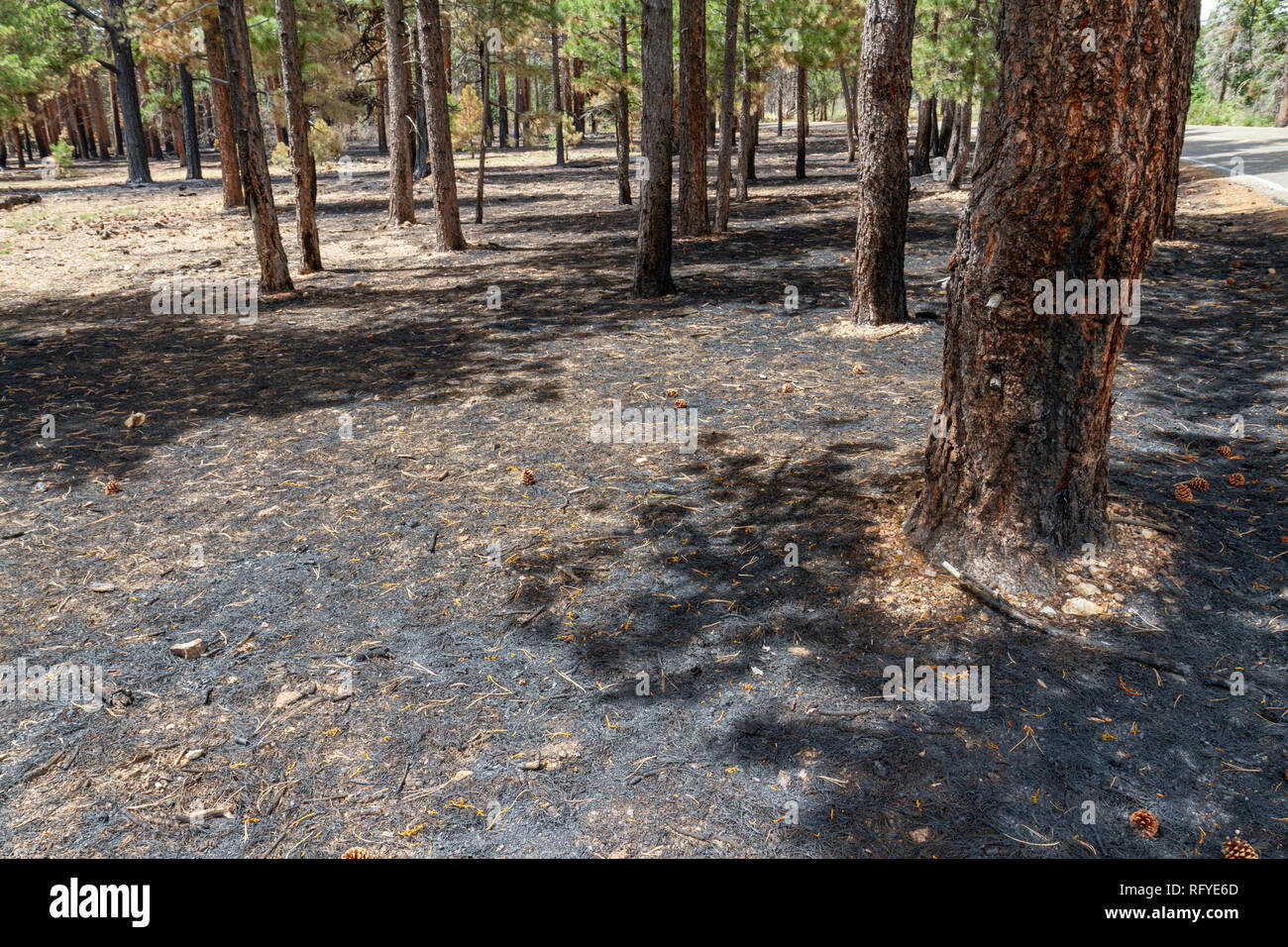 Les dégâts causés par le feu à côté d'un sentier près de Vista Encantada, le Parc National du Grand Canyon North Rim, Arizona, United States. Banque D'Images