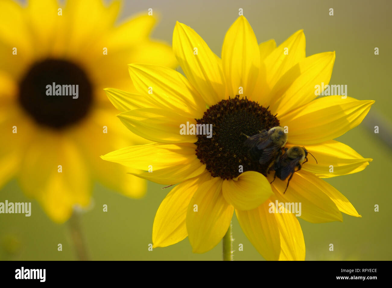 Tournesol (Helianthus) avec deux espèces communes de l'Est les bourdons (Bombus impatiens) Banque D'Images