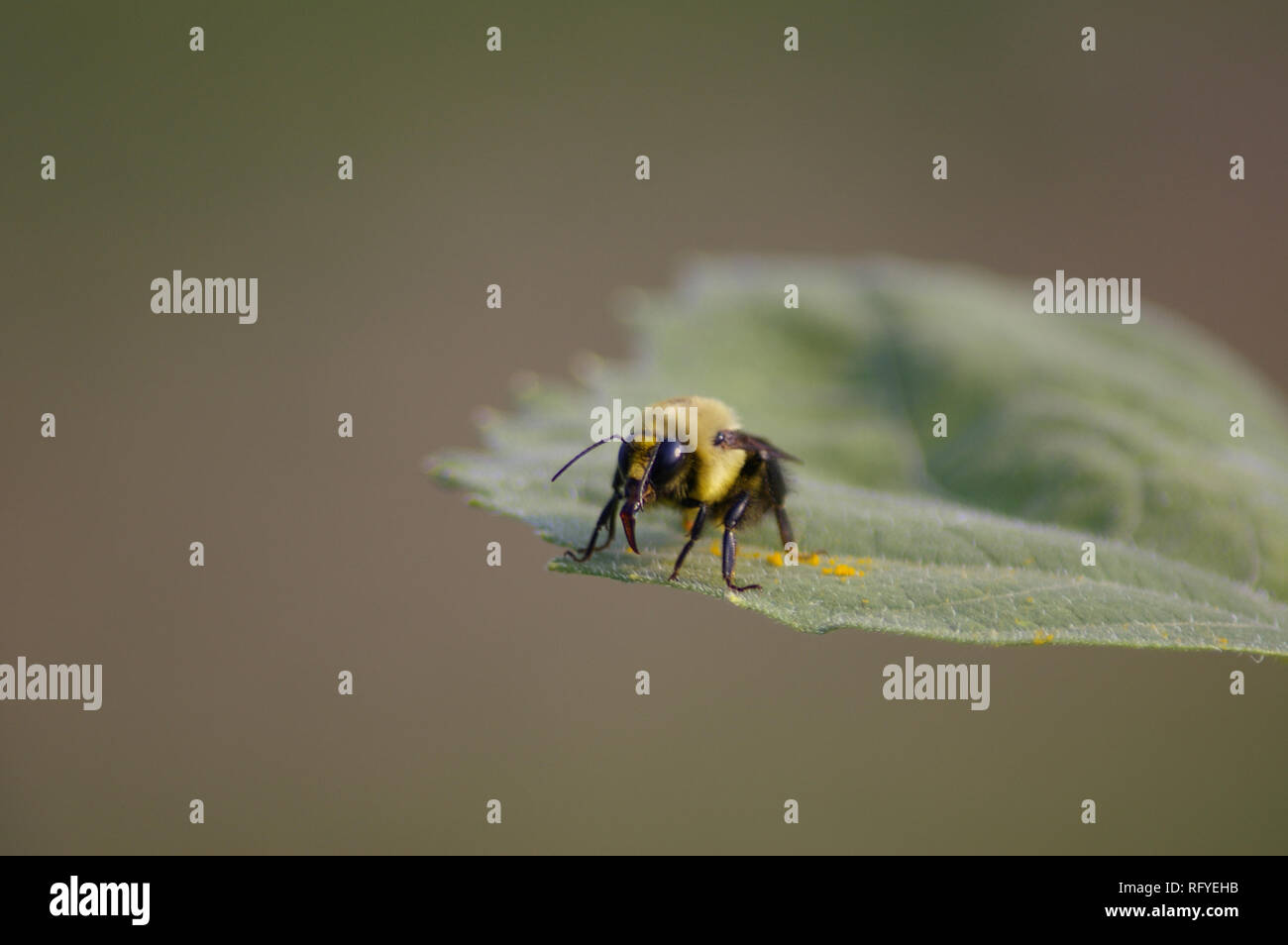 L'Est de la macro politique de bourdons (Bombus impatiens) on leaf Banque D'Images
