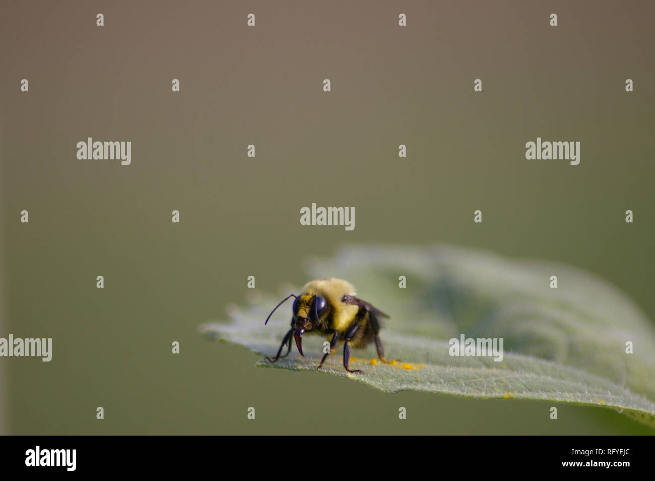 L'Est de la macro politique de bourdons (Bombus impatiens) on leaf Banque D'Images