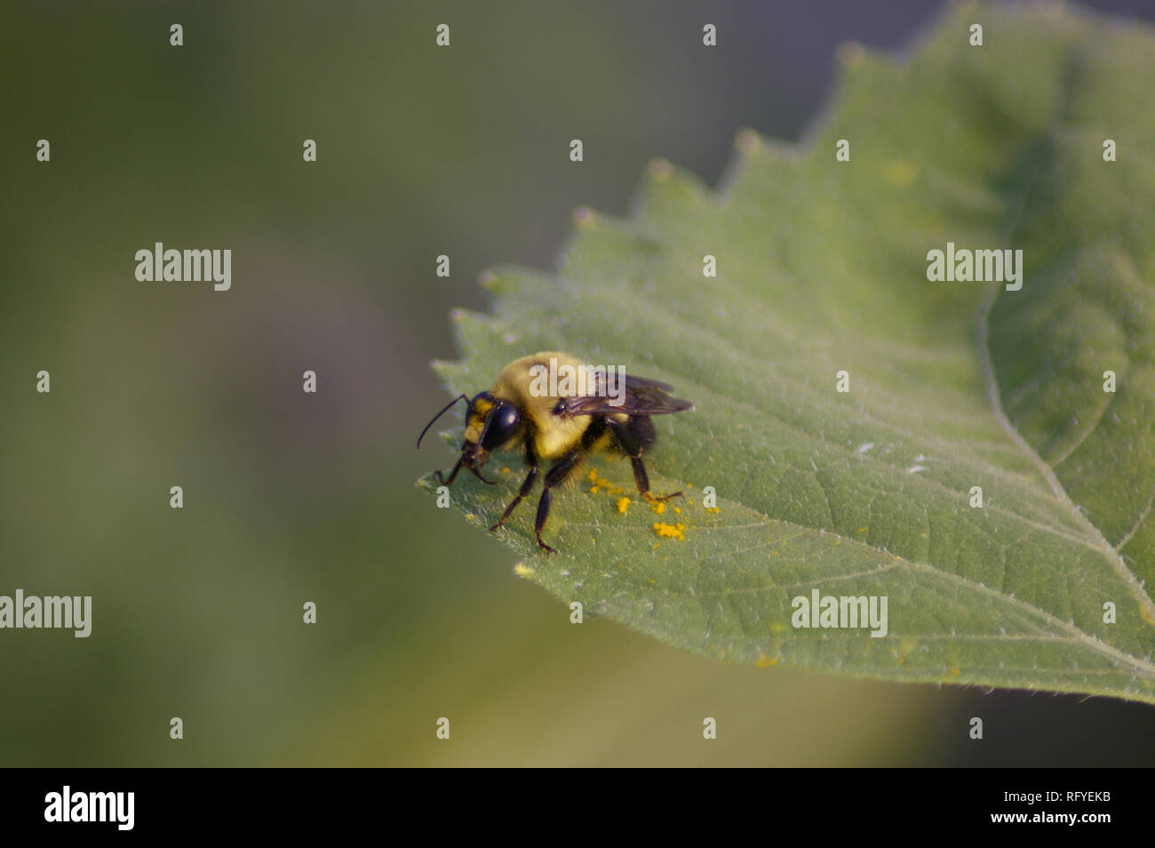 L'Est de la macro politique de bourdons (Bombus impatiens) on leaf Banque D'Images