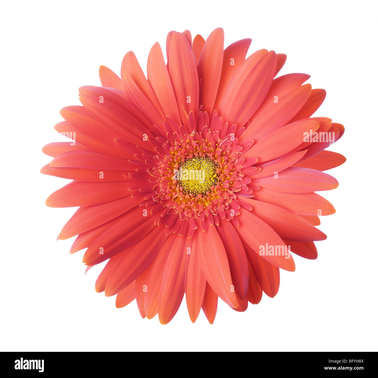 Gerbera flower de couleur corail isolé sur fond blanc. Banque D'Images
