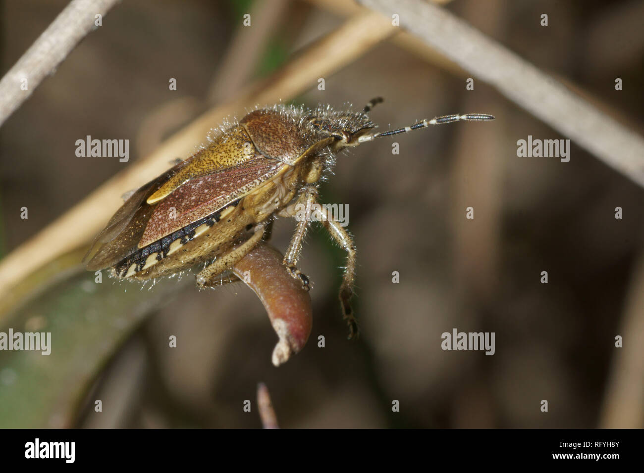 Dolycoris baccarum (Bouclier poilue Bug) Banque D'Images