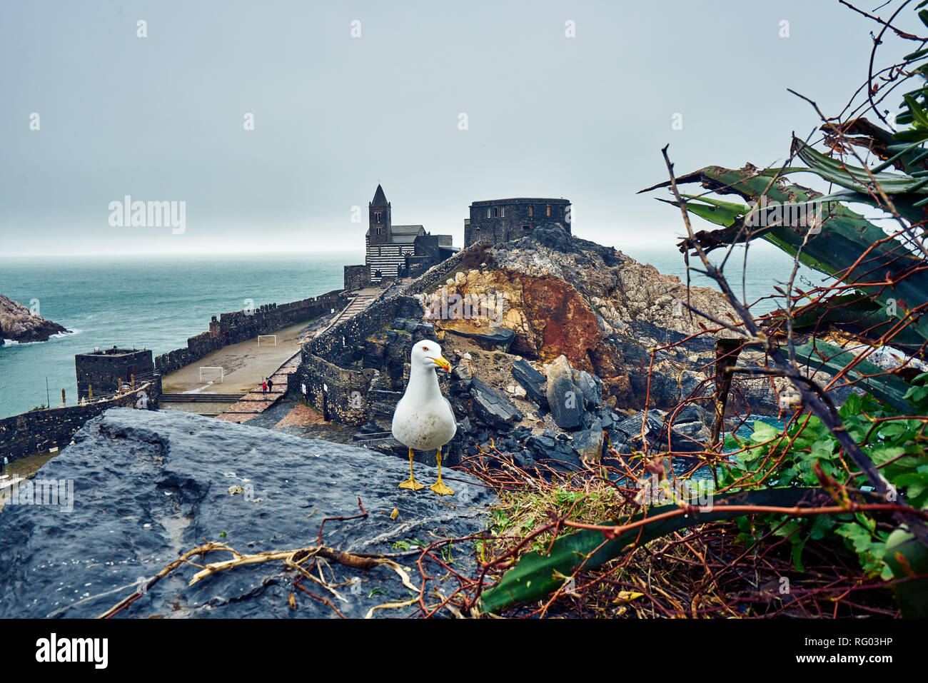 Une mouette pose en face de l'église de Saint Pierre à Porto Venere en jour de pluie, de l'Italie. Banque D'Images