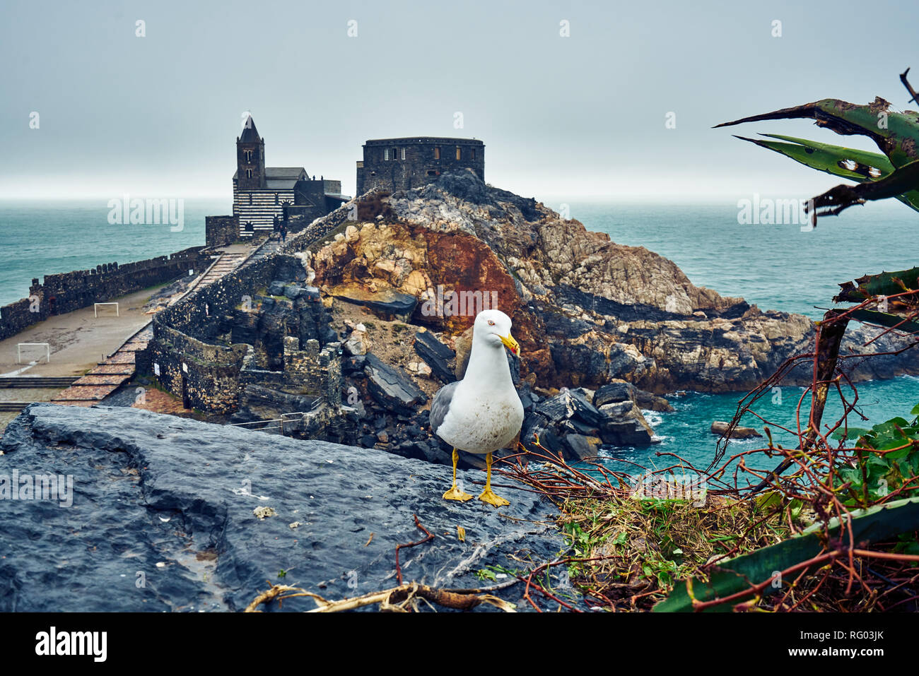 Une mouette pose en face de l'église de Saint Pierre à Porto Venere en jour de pluie, de l'Italie. Banque D'Images